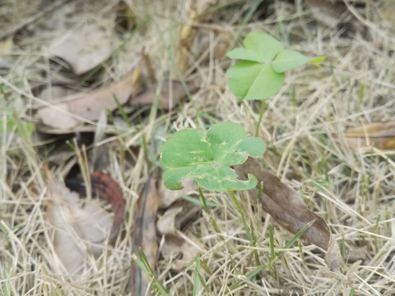 冬天里的绿色——三叶草